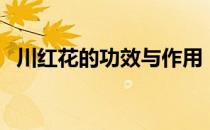 川红花的功效与作用（川红花的注意事项）