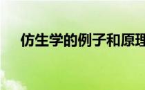 仿生学的例子和原理 仿生学的例子具体