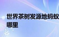 世界茶树发源地蚂蚁新村 世界茶树发源地在哪里