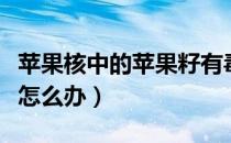 苹果核中的苹果籽有毒吗（不小心吃了苹果籽怎么办）