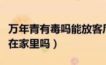 万年青有毒吗能放客厅吗（万年青有毒吗能放在家里吗）