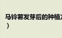 马铃薯发芽后的种植方法（马铃薯发芽能吃吗）