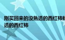 刚买回来的没熟透的西红柿蚂蚁庄园 蚂蚁庄园今日答案没熟透的西红柿