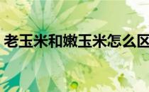 老玉米和嫩玉米怎么区分（怎么挑选玉米呢）