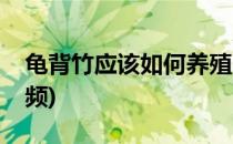 龟背竹应该如何养殖(龟背竹应该如何养殖视频)