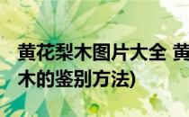 黄花梨木图片大全 黄花梨木鉴别技巧(黄花梨木的鉴别方法)