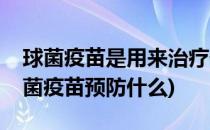 球菌疫苗是用来治疗什么的有哪些注意点(球菌疫苗预防什么)