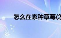 怎么在家种草莓(怎么在家种草莓苗)