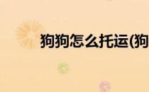 狗狗怎么托运(狗狗怎么托运回家)