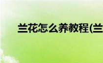 兰花怎么养教程(兰花怎么养教程图片)