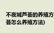 不夜城芦荟的养殖方法和注意事项(不夜城芦荟怎么养殖方法)