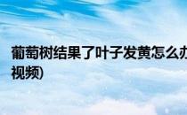 葡萄树结果了叶子发黄怎么办(葡萄树结果了叶子发黄怎么办视频)
