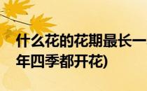 什么花的花期最长一年四季都开花(哪些花一年四季都开花)