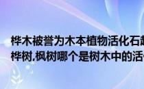 桦木被誉为木本植物活化石起源于蚂蚁新村3.18(木棉,松柏,桦树,枫树哪个是树木中的活化石)