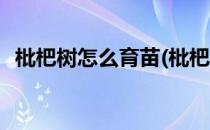 枇杷树怎么育苗(枇杷树怎么育苗视频教程)