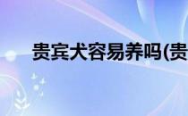 贵宾犬容易养吗(贵宾犬容易养吗知乎)
