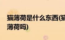 猫薄荷是什么东西(猫薄荷是什么东西是普通薄荷吗)