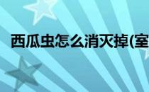 西瓜虫怎么消灭掉(室内西瓜虫怎么消灭掉)