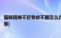 猫咪精神不好食欲不振怎么办(猫咪精神不佳食欲不好怎么回事)