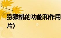 猕猴桃的功能和作用(猕猴桃的功能和作用图片)