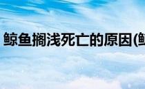 鲸鱼搁浅死亡的原因(鲸鱼搁浅为什么会死亡)