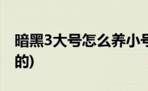 暗黑3大号怎么养小号(暗黑3大号怎么养小号的)