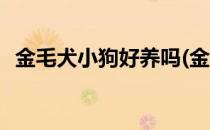 金毛犬小狗好养吗(金毛犬小狗好养吗图片)