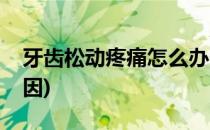 牙齿松动疼痛怎么办(牙齿松动疼痛是什么原因)
