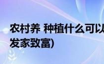 农村养 种植什么可以发家致富(农村种植怎样发家致富)