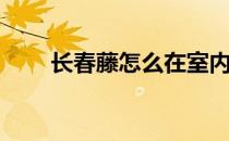 长春藤怎么在室内养(长春藤如何养)