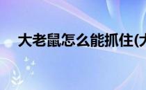 大老鼠怎么能抓住(大老鼠怎么能抓住它)