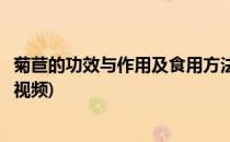 菊苣的功效与作用及食用方法(菊苣的功效与作用及食用方法视频)