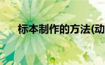 标本制作的方法(动物标本制作的方法)