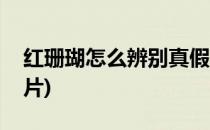 红珊瑚怎么辨别真假(红珊瑚怎么辨别真假图片)