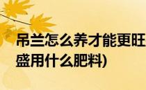 吊兰怎么养才能更旺盛(吊兰怎么养才能更旺盛用什么肥料)