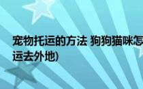 宠物托运的方法 狗狗猫咪怎么异地运输回家(宠物猫怎么托运去外地)