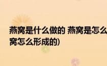 燕窝是什么做的 燕窝是怎么形成的(燕窝是什么组成的呢燕窝怎么形成的)