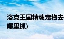 洛克王国精魂宠物去哪里抓(洛克王国宠物在哪里抓)