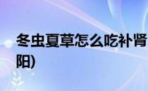 冬虫夏草怎么吃补肾(冬虫夏草怎么吃补肾壮阳)