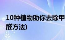 10种植物助你去除甲醛(10种植物助你去除甲醛方法)