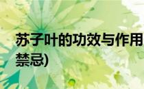 苏子叶的功效与作用(苏子叶的功效与作用及禁忌)