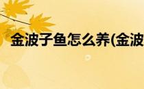 金波子鱼怎么养(金波子鱼怎么养才能发色)