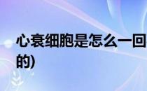 心衰细胞是怎么一回事(心衰细胞是怎么形成的)