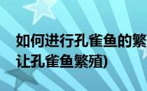 如何进行孔雀鱼的繁殖需要注意些什么(如何让孔雀鱼繁殖)