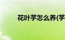 花叶芋怎么养(芋叶植物怎样养殖)