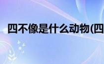 四不像是什么动物(四不像是什么动物图片)