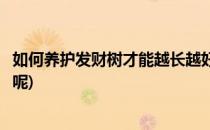 如何养护发财树才能越长越好(如何养护发财树才能越长越好呢)