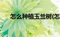 怎么种植玉兰树(怎么种植玉兰树盆景)