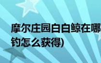 摩尔庄园白白鲸在哪钓(摩尔庄园白白鲸在哪钓怎么获得)