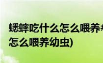 蟋蟀吃什么怎么喂养#校园分享#(蟋蟀吃什么,怎么喂养幼虫)
